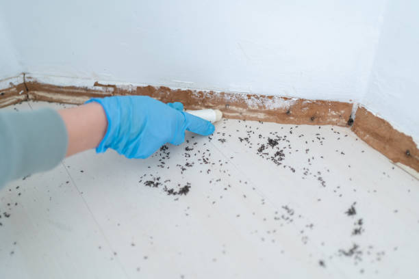 Best Residential Pest Control  in Riverside, CA